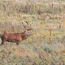 Red deer in Weerterbos by Huub de Bresser