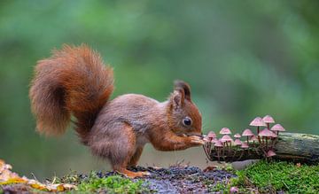 Rode eekhoorn snuffelt aan paddenstoelen van Marcel Klootwijk