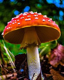 Champignon sur desmyrka