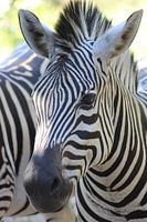 Zebra close-up