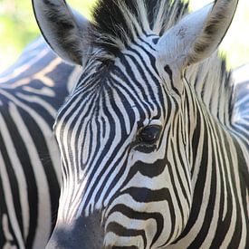 Zebra close-up by Jennifer van Wijk