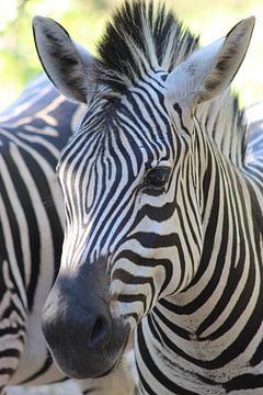 Zebra close-up van Jennifer van Wijk