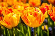 Fleurige tulpen von Stedom Fotografie Miniaturansicht
