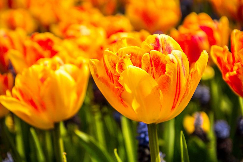 Fleurige tulpen von Stedom Fotografie