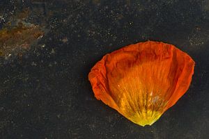 feuille de pavot