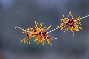 Orange witch hazel. by Janny Beimers