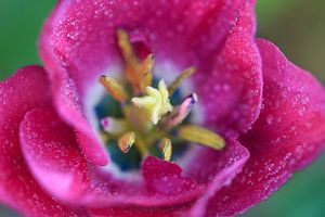 Tulipe du haut