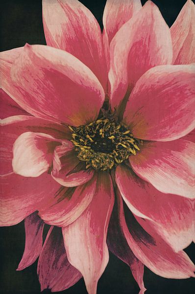 Dahlie von AD DESIGN Photo & PhotoArt