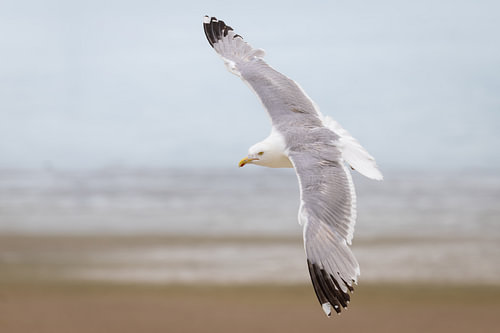 A herring gull in flight above the coast