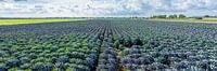 Sprouts
