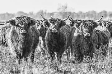 Scottish Highlanders