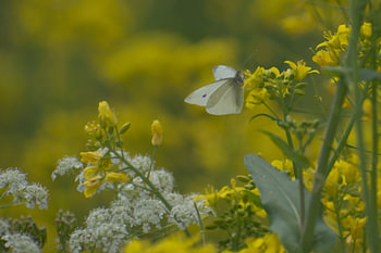 Schmetterling in seinem eigenen Paradies