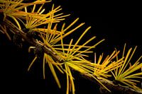 Larix Flüstern