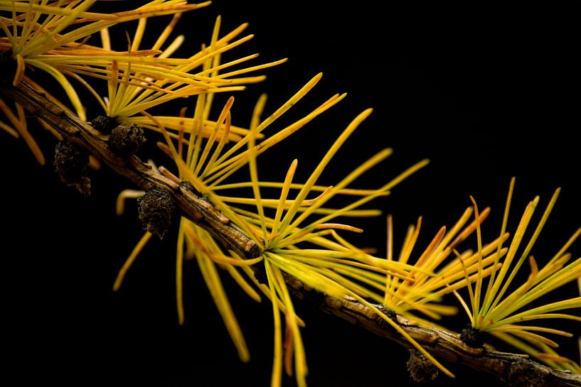 Larix Flüstern von Fabrizio Gallo