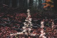 witte kerstboom in het donkere bos van Tania Perneel thumbnail