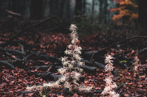 weißer Weihnachtsbaum im dunklen Wald