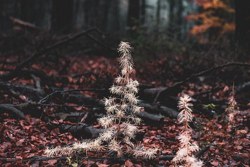white Christmas tree in the dark forest