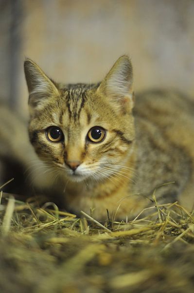 kitten by Hubert van Gestel