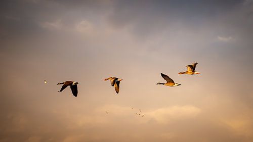 Die Freiheit des Zuges: Gänse im Abendlicht