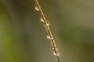 Wassertropfen auf dem Zweig von Moetwil en van Dijk - Fotografie