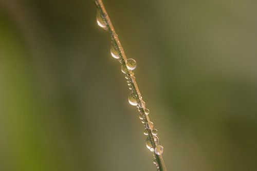 Waterdruppels op takje