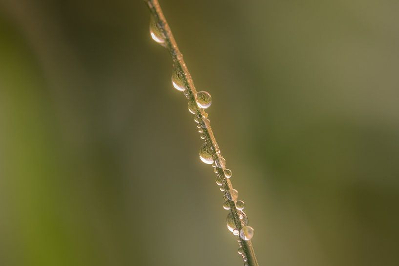 Water drops on twig by Moetwil en van Dijk - Fotografie