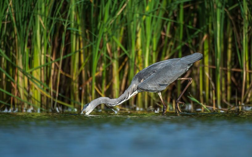 grey heron by Andy van der Steen - Fotografie
