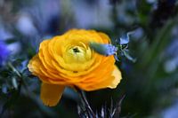 Yellow love