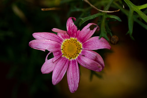 Macroflower
