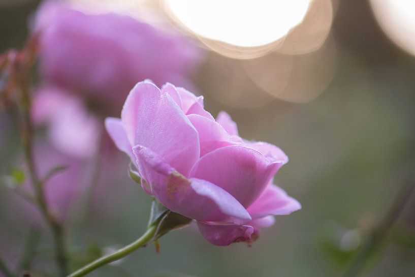 bokeh roze roos van Tania Perneel