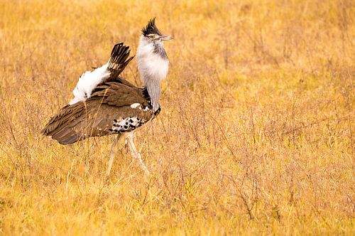 Kori Bustard