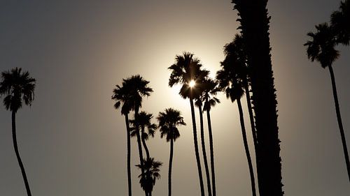 Palmbomen, silhouetten, Santa Barbara, Californië, Verenigde Staten