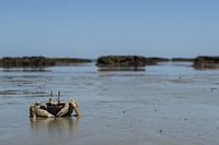 Crab on the Australian beach