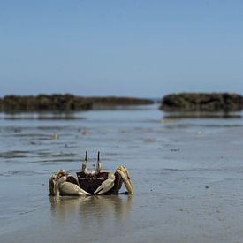 Krabbe am australischen Strand von Tessa Kramer