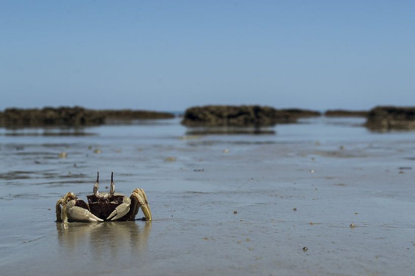Crab on the Australian beach by Tessa Kramer