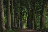 Groene hoge bomen bos