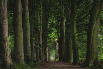 Groene hoge bomen bos van Claudia De Vries