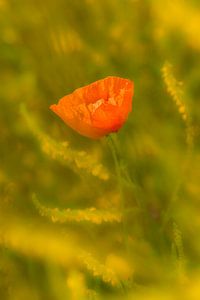 Mohn von Moetwil en van Dijk - Fotografie