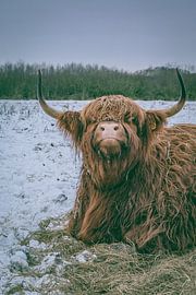 Ox in the snow by Dirk Verweij