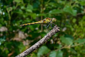 Wanddekoration mit einer Libelle aus der Schwarzen Heide von Kristof Leffelaer