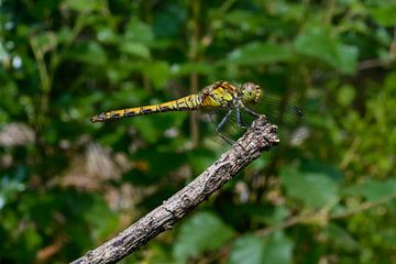 Wanddekoration mit einer Libelle aus der Schwarzen Heide von Kristof Leffelaer