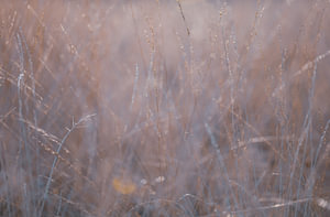 Pastell Glitzer Gras