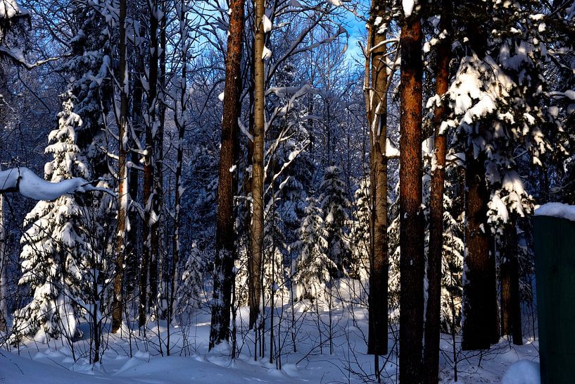 Fir in snow von Christer Andersson