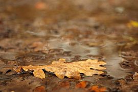 Hersftblad sur Astrid Brouwers