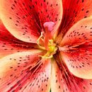 Close-up of a red lily by eric van der eijk thumbnail