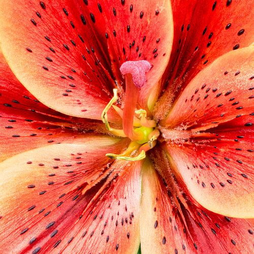 Close-up of a red lily