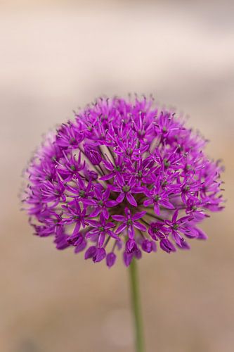 Fleur rose