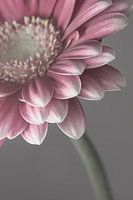 Eyecatcher Pastell: Zartes Rosa und Grau