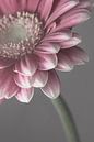 Eyecatcher pastel: Soft pink and grey by Marjolijn van den Berg thumbnail