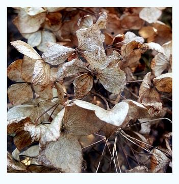 Overschot van een zomer